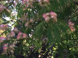 The small flowers (barely 2cm long) are pale pink and they are borne in dense clusters on bare twigs. Good Trees For Urban Gardens Mimosa Tree A Pink Gift In The Summer My Edmonds News