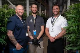 Led grow light supplier fohse to supply lighting solution for canada's curative cannabis fohse, a horticulture lighting supplier based in nevada, usa, announced that it has closed a deal with curative cannabis, a canadian cannabis grower, to supply cannabis grow lights to its growing facility in ontario. Lighting The Way Forward Marijuana Venture