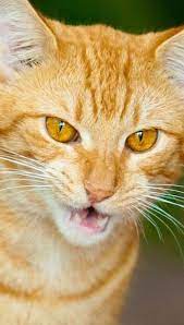 The Tiger Cat Cat Breeds Encyclopedia