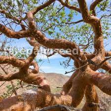 Image result for Commiphora africana