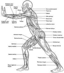 Tendons are similar to ligaments; Know Your Muscles Names English Go Fun