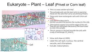 Check spelling or type a new query. 07 Lab What Are The Characteristics Of Cells Interactive Lab Manual Ppt Download