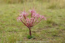 Image result for Ammocharis tinneana