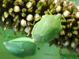 Hard shell bugs in michigan. Green Stink Bug Chinavia Halaris Say