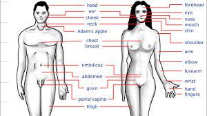 Body chakras of a woman with names and meanings on black background. Vocabulary Part Of Body With Pictures In Marathi And English à¤¶à¤° à¤° à¤š à¤…à¤µà¤¯à¤µ Youtube