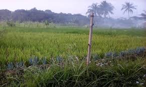 Karena padi umumnya ditanam di lahan berair dimana kondisi ini merupakan salah satu kondisi ideal untuk berkembangnya bakteri dan cendawan patogen maka hal ini menyebabkan tanaman padi sangat rentan terserang. Diduga Diserang Bakteri Daun Padi Menguning Di Ciamis Harapan Rakyat Online