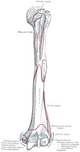 Humerus Wikipedia