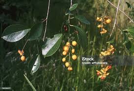 Image result for Celastraceae