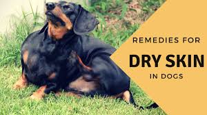 It is important to supplement dog health with vitamin a as it is necessary for the immune system, normal growth and development and reproduction. Effective Home Remedies For A Dog With Dry Skin Pethelpful