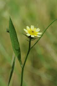 Image result for Tolpis capensis