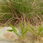Image result for Urochloa deflexa