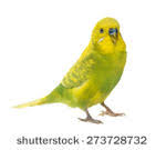 Image result for Gutenbergia rueppellii