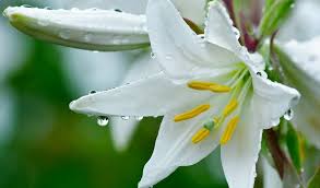 We deliver flowers to dunstable, houghton regis and the surrounding villages, including eaton bray. 100 Name Of Flowers With Pictures And Meanings Home And Gardens