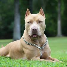 Fashion Bayan Adli Kullanicinin Pitbull Panosundaki Pin Pitbull Kopek Hayvanlar