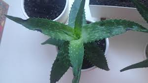 Brown spots in aloe vera can be explained by various phenomena. What Are These Black Round Dry Spots On My Aloe Vera Leaves Gardening Landscaping Stack Exchange