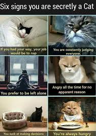 Mr Meowgi On Twitter Cat Memes Cute Cat Memes Cat Memes Clean