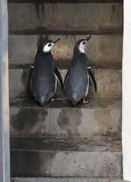9 10 13 These Two Magellanic Penguin Chicks Made Their Way Into The World Hatching At The Aquarium Of The Pacific Penguins Cute Penguins Magellanic Penguin