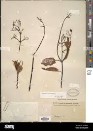 Image result for Ochthocharis