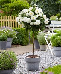 We did not find results for: Standard Rose Kristall Roses From Bakker Spalding Garden Company Beautiful Gardens Rose Trees Backyard Landscaping Designs