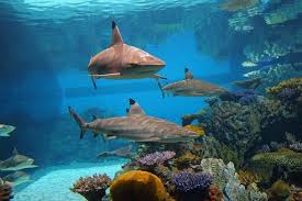 Not Great If You Have Infants Toddlers Review Of National Aquarium Baltimore Md Tripadvisor
