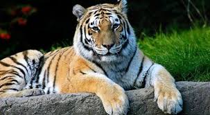 The Siberian Or Amur Tiger Is Considered A Critically Endangered Species With The Primary Threats To Its Survival Siberian Tiger Tiger Species Thailand Tiger