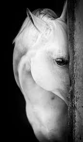 Beautiful Black And White Horse Photography Black White Photography Inspiration Black And White My Favorite Photo Photography Magazine Leading Photogr Horses Beautiful Horses Horse Photography
