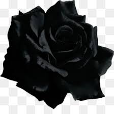 Rosa nero fiore rosso sfondo nero 841 immagini gratis di rosa nera. Rosa Nera Png Trasparente E Rosa Nera Disegno Clip Art Rosso Rosa Nera Rosso E Nero Rosa Immagine In Png