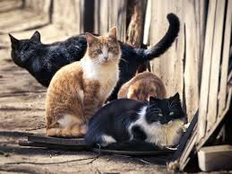 Συμβουλές για όσους ταΐζουν αδέσποτες γάτες από το zoofast - Koolnews.gr