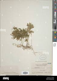 Image result for Selaginella goudotiana