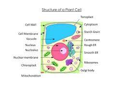 Structures found in plant cells but not animal cells include a large central vacuole, cell wall, and plastids such as chloroplasts. Plant Cell Structure Powerpoint Teaching Resources