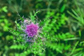 Planting purple flowers in your garden can add rich thematic colors. Thistles Are Florida S Good Guys The Star