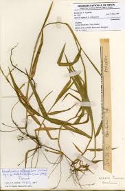 Image result for Urochloa villosa