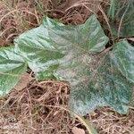 Image result for Lagenaria breviflora