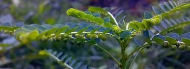 Image result for Phyllanthus udoricola