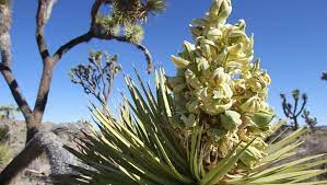 Näytä lisää sivusta joshua tree national park facebookissa. Joshua Trees In Record Bloom Out West