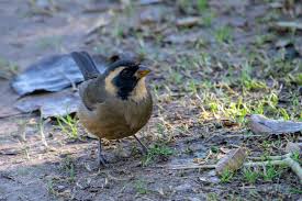 Birds Be Safe Collar Pepitero De Collar Golden Billed Saltator Buenos Aires