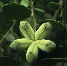 Image result for Quillaja saponaria