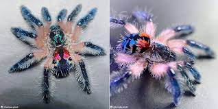 Experienced breeders of tarantula spiders. Typhochlaena Seladonia Brazilian Jewel Tarantula Is Illegal To Own Anywhere Except Brazil Tarantulas