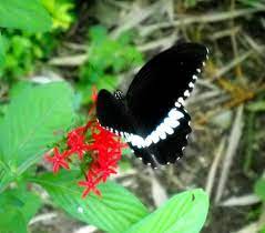 Black Butterfly Butterfly Pict Black Butterfly Butterfly Species Butterfly