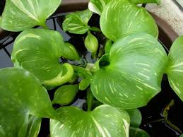 Maybe you would like to learn more about one of these? Ciri Ciri Eceng Gondok Klasifikasi Dampak Positif Negatif Dll Terbaru