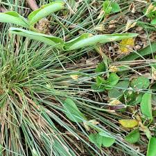 Image result for Bulbostylis trabeculata