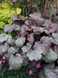 Heuchera Dolce Silver Gumdrop Ppaf Coral Bells Heuchera Coral Bells Plants The young leaf of 'silver gumdrop' is grey and brown purple throughout with darker brown purple along the veins whereas the young leaf. coral bells heuchera coral bells