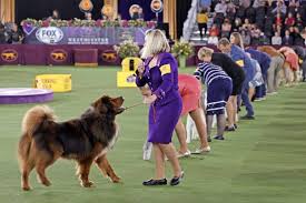 (reporting by roselle chen this year's winner of the westminster kennel club dog show, a pekingese named wasabi, has a cute. Xml4etd77r6hvm