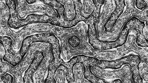 Bildergebnis für Turing pattern