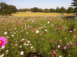 Learn japanese flower symbols and find out the meanings behind them! Japan Fall Flowers Chrysanthemums Roses Cosmos And More Tokyo Cheapo