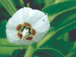 Image result for Trichodesma