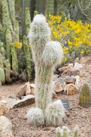 Stream tracks and playlists from old man of the desert on your desktop or mobile device. Arizona Desert Botanical Garden Desert Botanical Garden Botanical Gardens Montreal Botanical Garden