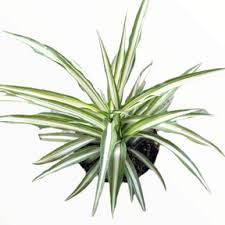 Image result for Chlorophytum comosum