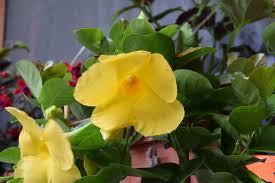 Image result for dipladenie žlutá obrázek