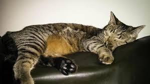 The average lifespan of a tabby cat will be as long as other cats live and can reach 17 years old. The Mackerel Tabby 5 Things You Didn T Know